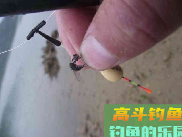 钓白条用我分享的方法，你下钩，它就在那等你