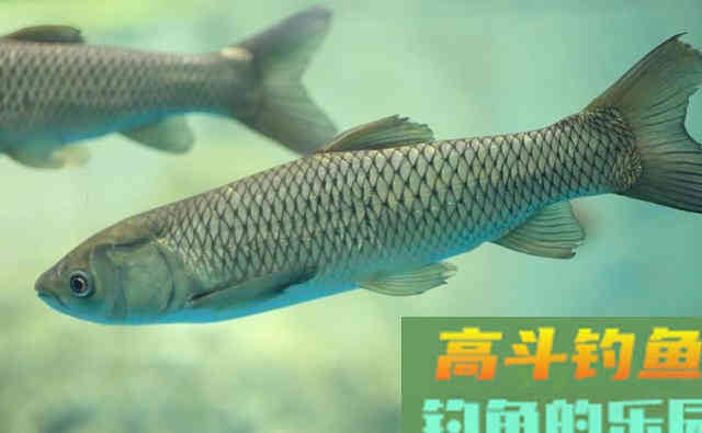 掌握这几个要领，进入秋季之后，依然可以飞铅浮钓大草鱼