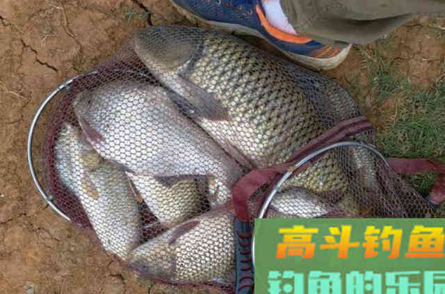 怪不得老钓手偷偷摸摸，原来有了这鲤鱼钓法