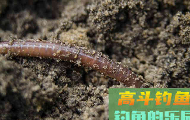 秋季钓鲫鱼为什么会空军？