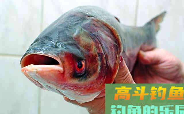 初夏升温自然水域的鲢鳙该如何作钓?老钓友教你三招 初夏升温自然水域的鲢鳙该如何作钓?老钓友教你三招