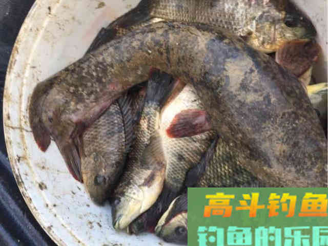 罗非鱼的习性解析，解析它爱谈恋爱的钓法