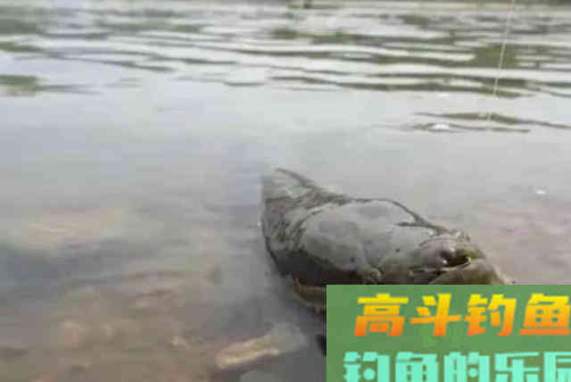 只要我有这特色钓法，黑鱼抢着咬钩