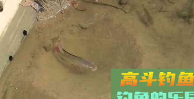 3条鱼、2个月变成上千条,罗非鱼为何繁殖这么快 3条鱼、2个月变成上千条,罗非鱼为何繁殖这么快