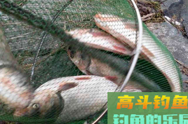 刚到六月,我就只想用这鲢鳙钓法 刚到六月,我就只想用这鲢鳙钓法