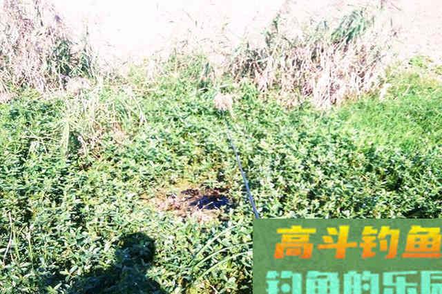 爱信不信!降温后,鲫鱼都藏在这5个地方 爱信不信!降温后,鲫鱼都藏在这5个地方