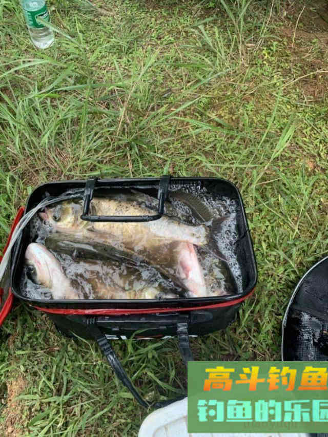 夏季手竿作钓鲢鳙，学会这六大作钓技巧