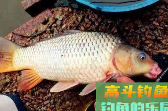 一到初秋,我就喜欢用这鲤鱼钓法 一到初秋,我就喜欢用这鲤鱼钓法