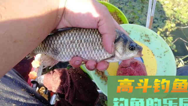 秋末初冬钓鲫鱼,做好这五点,新手也一样爆护 秋末初冬钓鲫鱼,做好这五点,新手也一样爆护