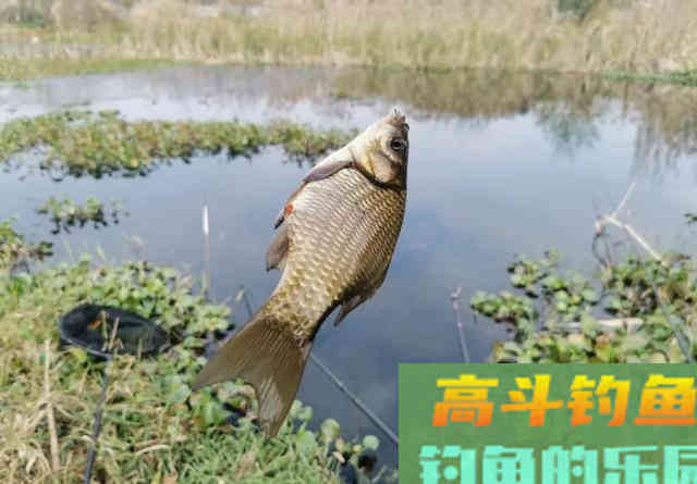 小野塘鲫鱼连杆，4个小时钓了半桶