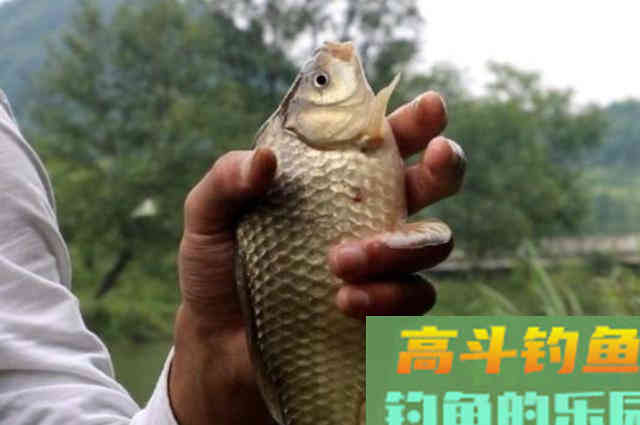 春钓时，按我说的做，大板鲫越钓越过瘾