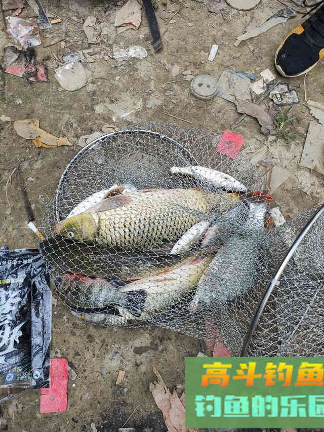 鲤鱼狂口期即将到来，只看一个信号，这样钓爆护概率大
