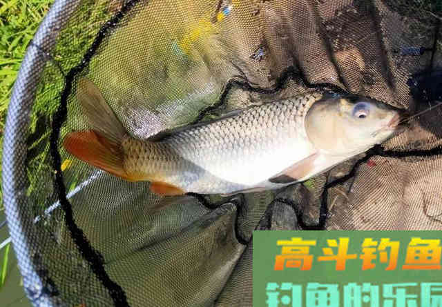 用螺鲤从来没钓到过鲤鱼？到底是谁的原因