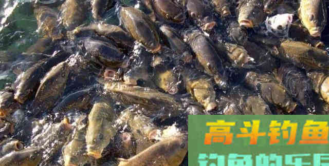 鲤鱼的力量！一场大水称霸澳洲河道，稻田