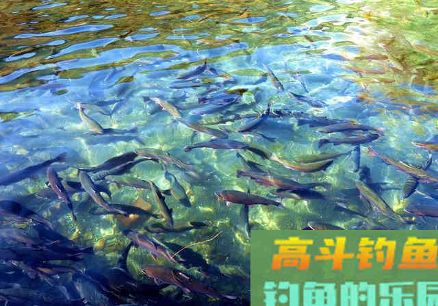 三文鱼国内养殖60年，如今成为黄河土著鱼