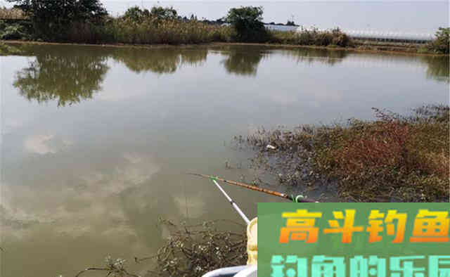 冬钓鲫鱼，在水草区域找钓点，千万别随意