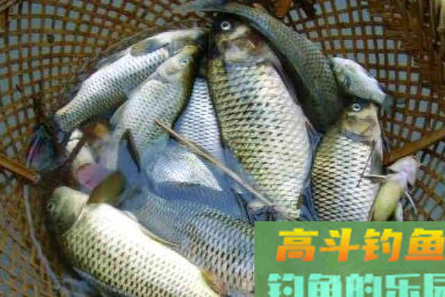 老司机只说了3句口诀，大板鲫特好钓