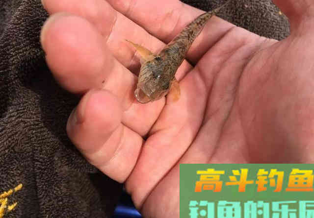 夏季钓鲫鱼3种常见香型,谷香、果香与奶香 夏季钓鲫鱼3种常见香型,谷香、果香与奶香