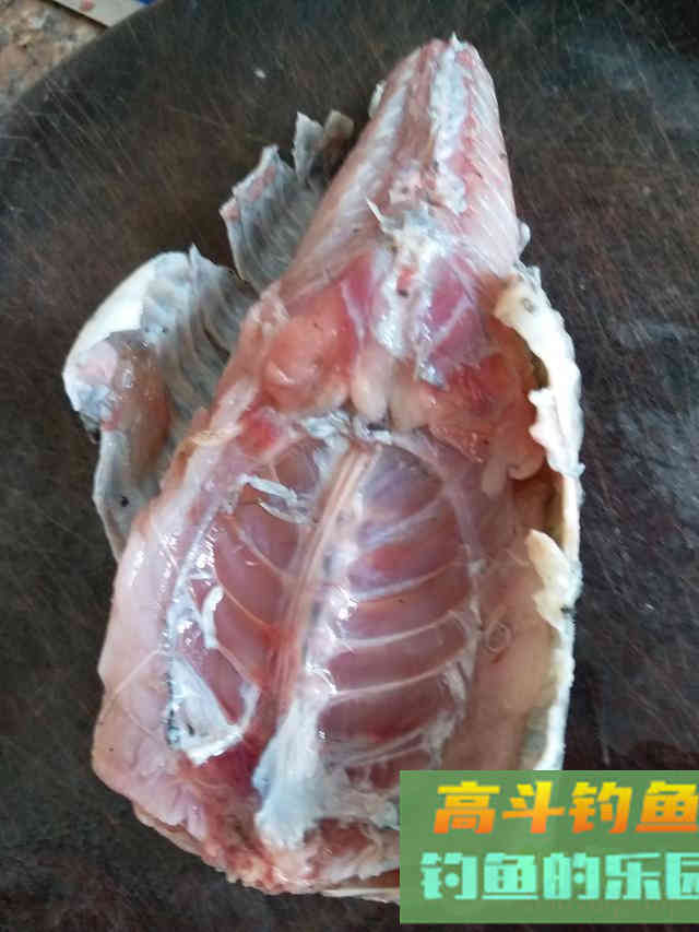 清道夫的钓与避,魔鬼的外表却是顶级食材 清道夫的钓与避,魔鬼的外表却是顶级食材