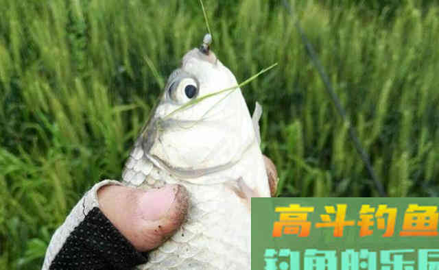 晚秋天气转凉,正是钓大鲫鱼的好时候 晚秋天气转凉,正是钓大鲫鱼的好时候