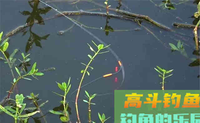 深秋正出大鲫鱼,天冷别着急封杆 深秋正出大鲫鱼,天冷别着急封杆