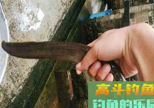 钓蟒蛇鱼真的太浪费子线了 钓蟒蛇鱼真的太浪费子线了