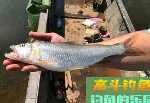 五彩斑斓桃花鱼,能在当今这个环境生存下来,确实实属不易 五彩斑斓桃花鱼,能在当今这个环境生存下来,确实实属不易
