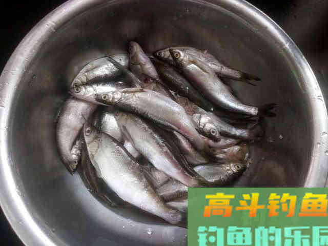 这种小翘嘴鱼长不大吗?有人叫它撅嘴鲢 这种小翘嘴鱼长不大吗?有人叫它撅嘴鲢