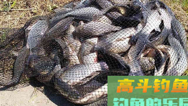 秋末初冬钓鲫鱼,做好这五点,新手也一样爆护 秋末初冬钓鲫鱼,做好这五点,新手也一样爆护