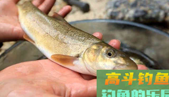 10种吃不起的淡水鱼,钓到这些鱼你就赚大了 10种吃不起的淡水鱼,钓到这些鱼你就赚大了