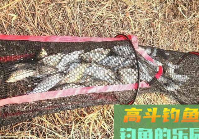 长江钓鱼，野钓鳊鱼分析教学，钓获20多斤野生鳊鱼和鲫鱼