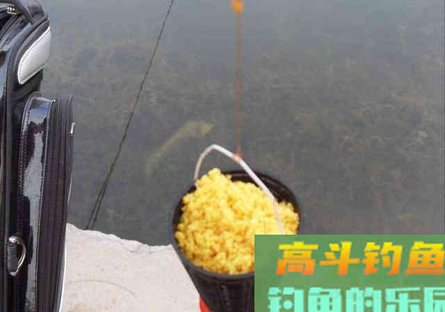 冬季钓鲫鱼,为什么鱼情差?有5个常识性的错误 冬季钓鲫鱼,为什么鱼情差?有5个常识性的错误