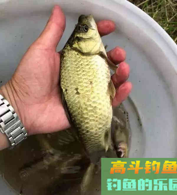 进入初秋之后要怎样钓鲫鱼呢?5个技巧告诉你 进入初秋之后要怎样钓鲫鱼呢?5个技巧告诉你