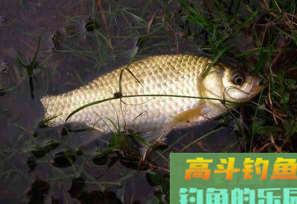 为什么土鲫鱼这么受到钓鱼人的青睐？