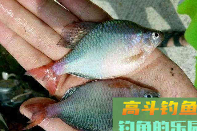 曾经无人问津的鳑鲏鱼，为何摇身一变成精灵
