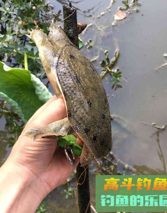 如何用猪肝钓甲鱼?运气好的时候一天能钓十几只 如何用猪肝钓甲鱼?运气好的时候一天能钓十几只