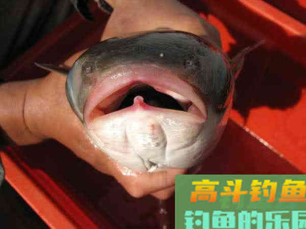 鲻鱼如何钓,钓内河鲻鱼的方法与技巧 鲻鱼如何钓,钓内河鲻鱼的方法与技巧