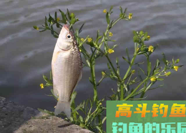 秋季钓鲫鱼,选钓时钓位和窝料搭配原则 秋季钓鲫鱼,选钓时钓位和窝料搭配原则