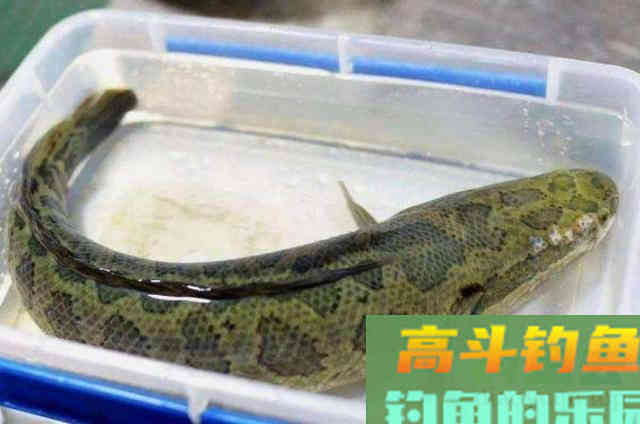立秋前，我就常用这霸气十足的黑鱼钓