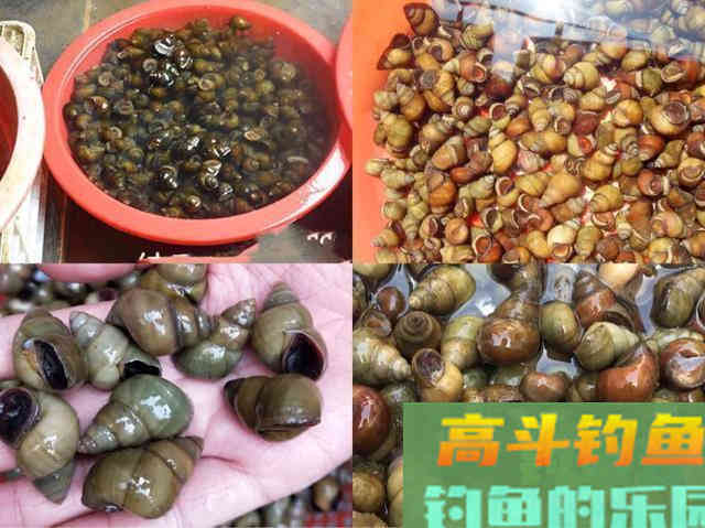 春末夏初如何钓黑坑青鱼,通过天气、鱼情、饵料等解析 春末夏初如何钓黑坑青鱼,通过天气、鱼情、饵料等解析