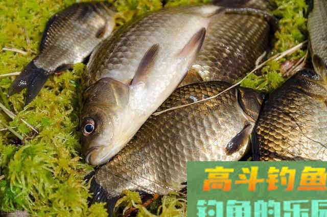 野钓鲫鱼,搓饵、拉饵、蚯蚓搭配散炮这样钓 野钓鲫鱼,搓饵、拉饵、蚯蚓搭配散炮这样钓