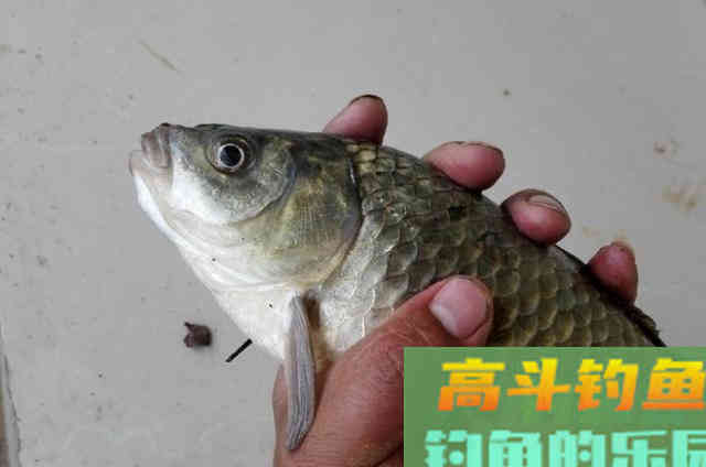 鲫鱼别一味用台钓，使用这玩法十用九准