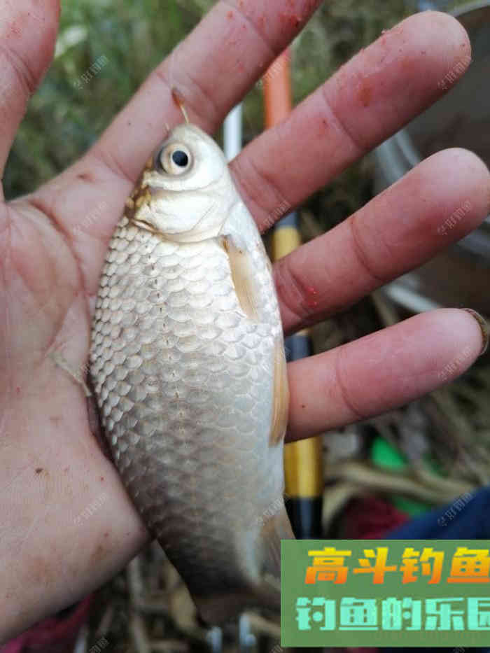 立春后，怎么钓板鲫，看这几招鱼获满满