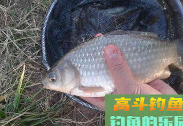 秋分之前钓鲫鱼,钓饵做到这两点 秋分之前钓鲫鱼,钓饵做到这两点