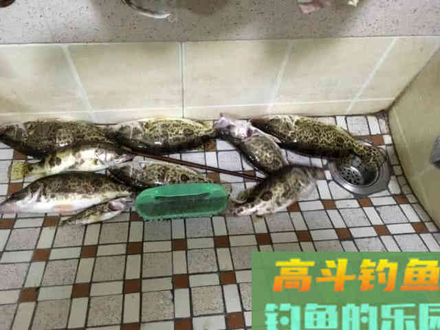 手竿也能钓到鳜鱼?钓鱼人非要这么干,我有两种方法 手竿也能钓到鳜鱼?钓鱼人非要这么干,我有两种方法