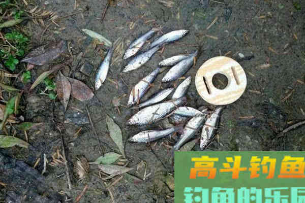 当这些迹象出现,说明鲫鱼进窝了 当这些迹象出现,说明鲫鱼进窝了