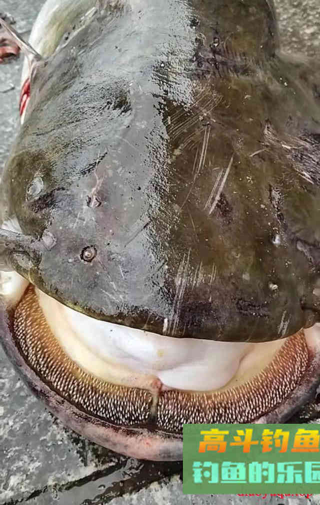 鲶鱼是否也适合路亚钓法？路亚鲶鱼掌握这4点很重要