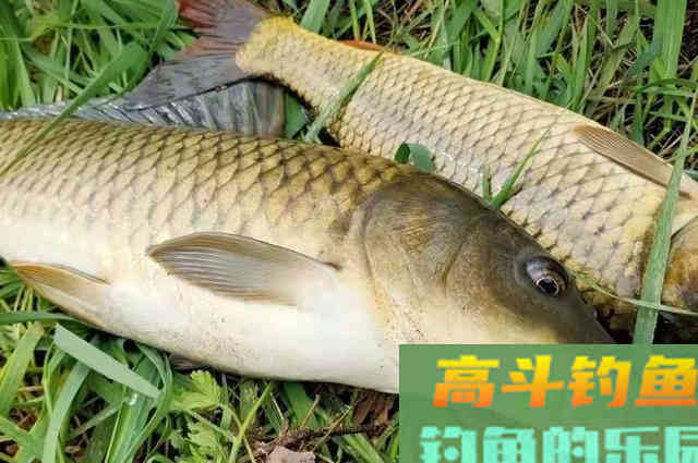 自从用了这方法来对付鲤鱼，竿子瞬间被拉弯