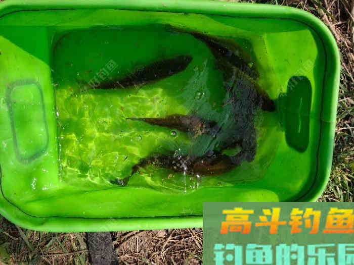 早春如何和鲫鱼斗智斗勇，钓早春鲫鱼的技巧都在这