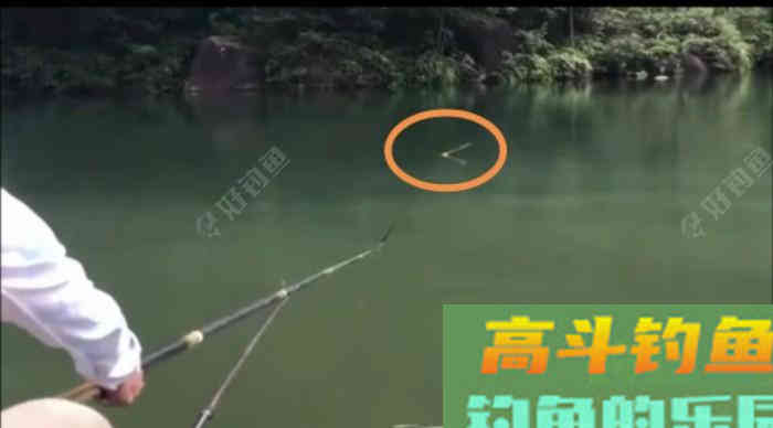 野钓鲫手不离竿的必要性分析,教你野钓好鲫鱼 野钓鲫手不离竿的必要性分析,教你野钓好鲫鱼